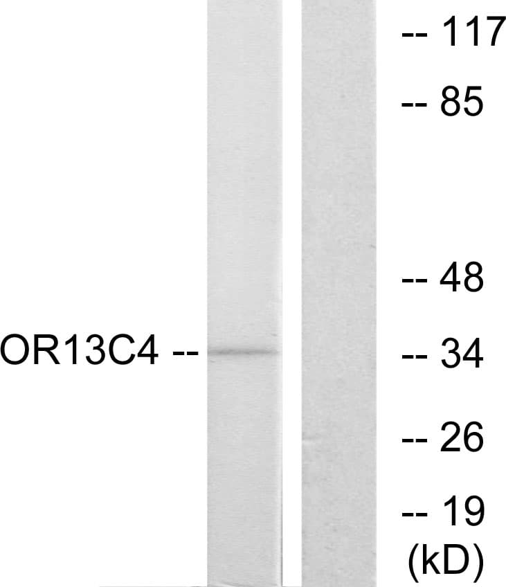 Polyclonal Rabbit anti-Human OR13C4 / OR2K1 Antibody (aa201-250, IF, WB)