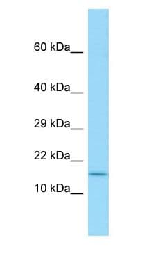 SPAG11A Antibody (aa18-67)