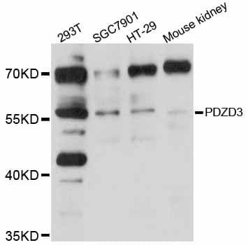 PDZD3 Antibody