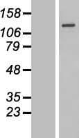 SENP7 Protein (Over-Expression Lysate Myc-DDK (Flag))