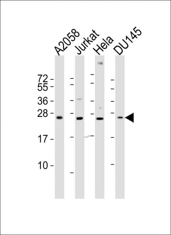 FGF11 / FGF-11 Antibody (aa53-89)
