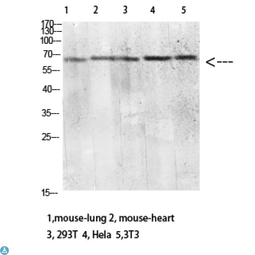 CLEC4M / L-SIGN / CD299 Antibody