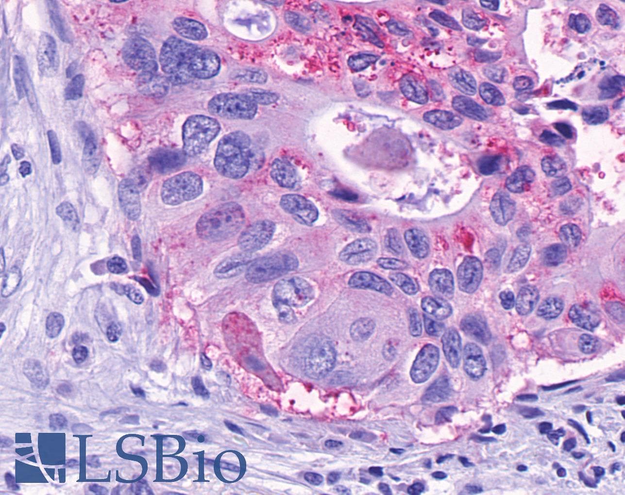 PathPlus™ Polyclonal Rabbit anti-Human GPR150 Antibody (N-Terminus, IHC)