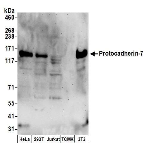 Polyclonal Rabbit anti-Human PCDH7 Antibody (aa1019-1069, WB)