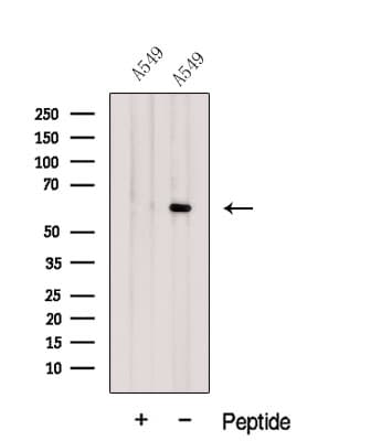 GPC4 / Glypican 4 Antibody