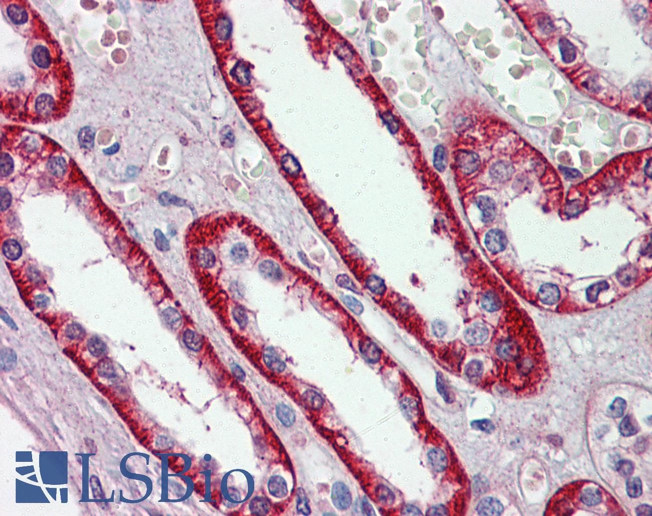 EIF3E Antibody (aa36-85)
