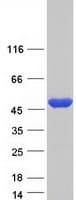 Human ISPD / Nip Protein (Recombinant Myc-DDK (Flag))