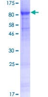 Human GJA8 / CX50 / Connexin 50 Protein (Recombinant GST)