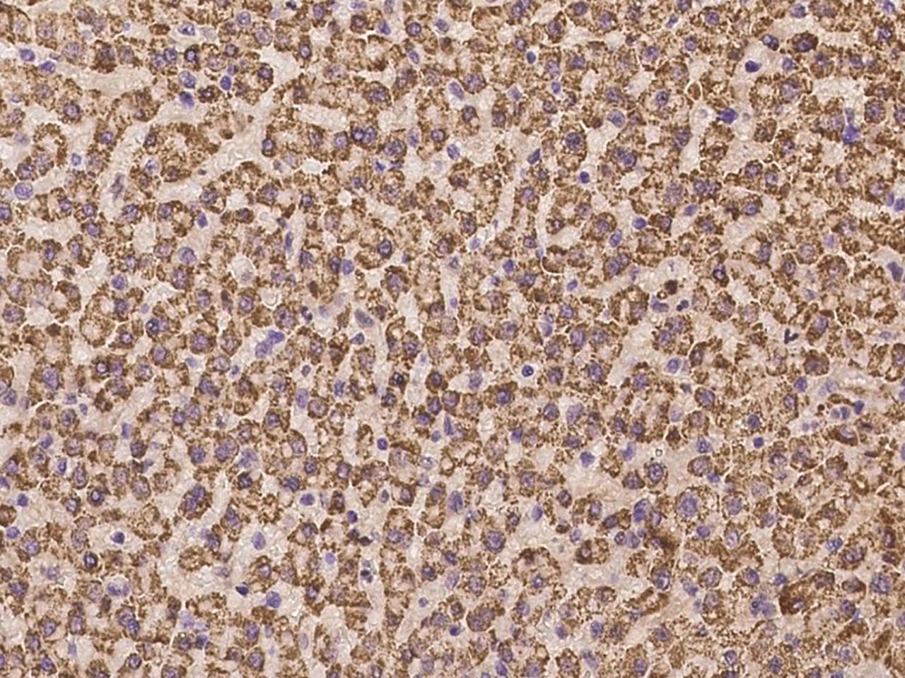 C9orf78 Antibody