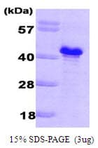 Saccharomyces cerevisiae GLC8 Protein (Recombinant His)