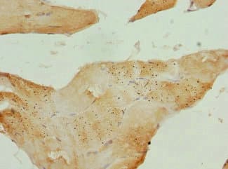 Polyclonal Rabbit anti-Human CXXC4 Antibody (IHC)