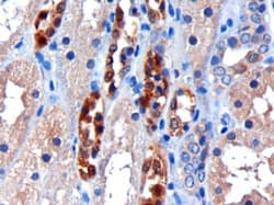IHC-plus™ CBR / CBR1 Antibody (aa265-277)