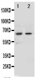 NOX1 Antibody (aa354-374)