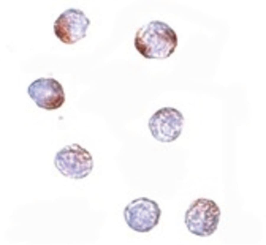 IHC-plus™ KLHL15 Antibody