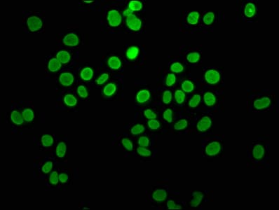 HIST1H4I Antibody
