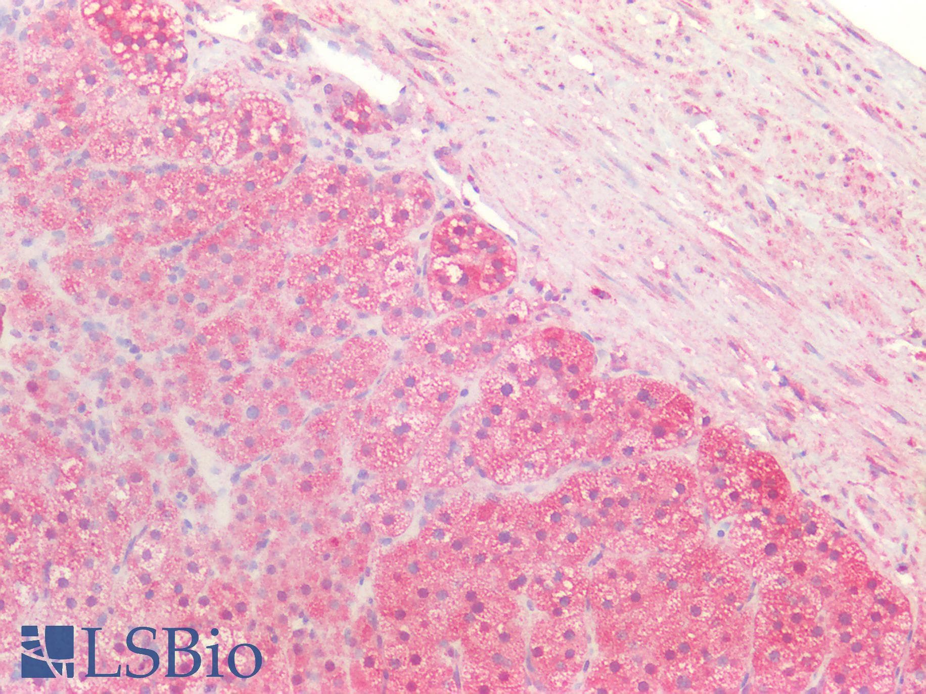 PathPlus™ PRDX3 / Peroxiredoxin 3 Antibody (aa206-256)