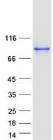 Human DDX4 / VASA Protein (Recombinant Myc-DDK (Flag))