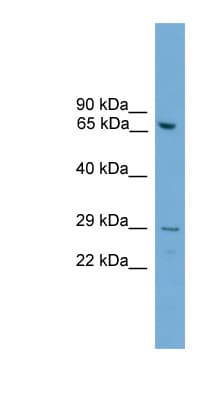 RGS18 Antibody (aa41-90)