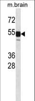 Polyclonal Rabbit anti-Mouse CLK1 / CLK Antibody (aa53-80, WB)