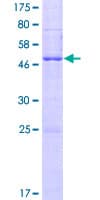 Human TMEM26 Protein (Recombinant GST)