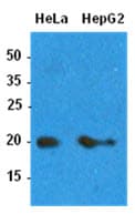 ARF1 Antibody (clone AT1B3)