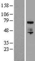ELL / MEN Protein (Over-Expression Lysate Myc-DDK (Flag))