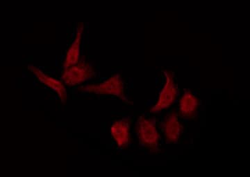GPR157 Antibody