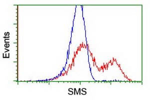 SMS / Spermine Synthase Antibody (clone OTI5F2)
