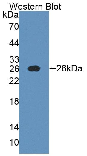 NGF Antibody