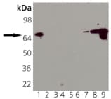 Heat Shock Protein 70 / HSPA1A Antibody (clone N15F2-5)