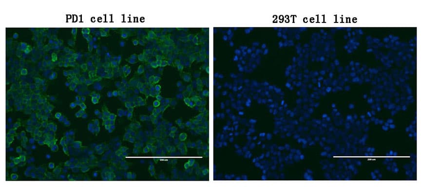 PDCD1 / CD279 / PD-1 Antibody (clone OTI28F12)