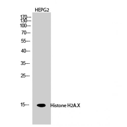 H2AFX / H2AX Antibody (80-160 aa)