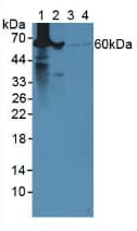 GLUD1/Glutamate Dehydrogenase Antibody