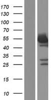 NONO / P54NRB Protein (Over-Expression Lysate Myc-DDK (Flag))