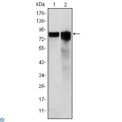 GYS1 / Glycogen Synthase Antibody