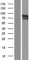 ZNF185 Protein (Over-Expression Lysate Myc-DDK (Flag))