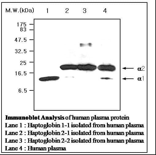 IHC-plus™ Monoclonal Mouse anti-Human HP / Haptoglobin Antibody (clone 26E11, IHC, WB)