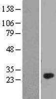 Human C1QL4 Protein (Over-Expression Lysate Myc-DDK (Flag))