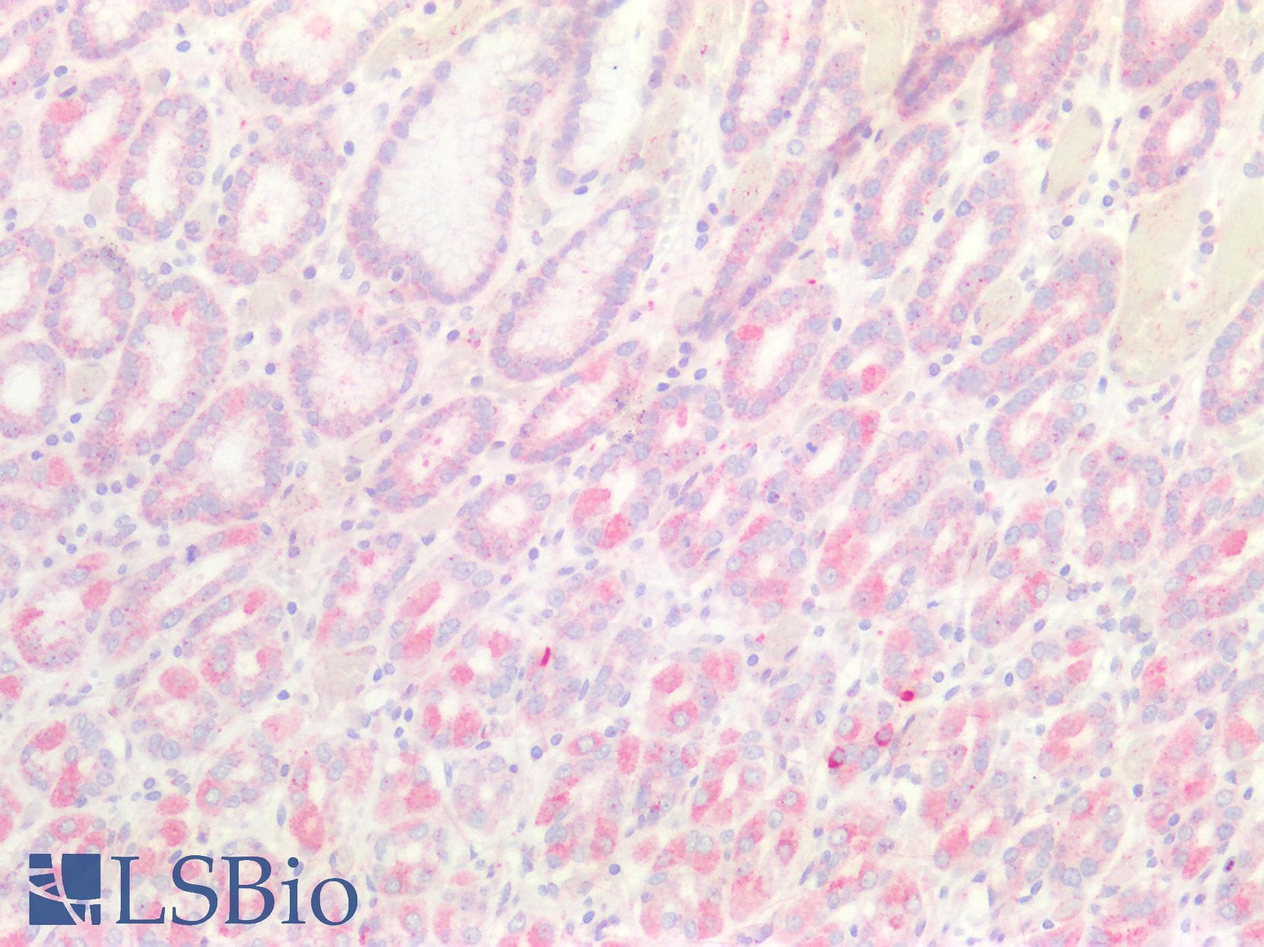 PathPlus™ ATP4A Antibody (aa786-1014)