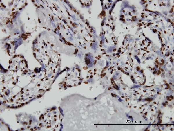 Monoclonal Mouse anti-Human TAF11 Antibody (clone 2G9, IHC, IF, WB)