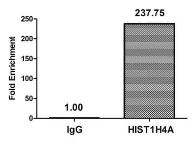 Polyclonal Rabbit anti-Human HIST1H4I Antibody (IHC, WB)