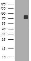 FAM234A Antibody (clone OTI3B3)