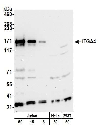 ITGA4 / VLA-4 / CD49d Antibody (aa982-1032)