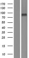 Human LRFN1 Protein (Over-Expression Lysate Myc-DDK (Flag))
