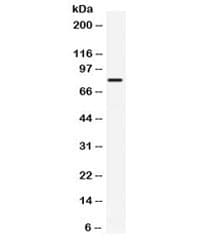 HSPA5 / GRP78 / BiP Antibody