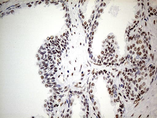 GABPB1 Antibody (aa128-360, clone OTI7A7)