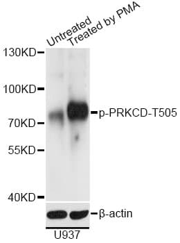 PRKCD / PKC-Delta Antibody (phospho-Thr505)