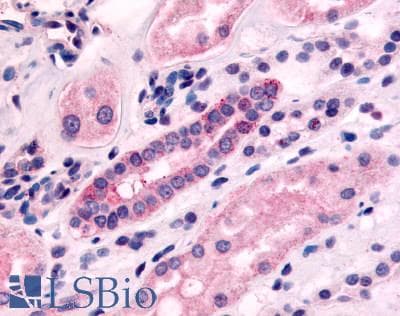 IHC-plus™ Polyclonal Rabbit anti-Human HTR1F / 5-HT1F Receptor Antibody (N-Terminus, IHC)