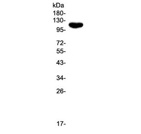 SPN / CD43 Antibody