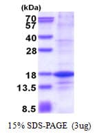 Human H2AFZ / H2A.z Protein (Recombinant His)